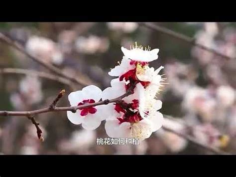 風水 桃|【桃花樹風水】桃花樹風水：古代風水禁忌與現代居家桃花指南